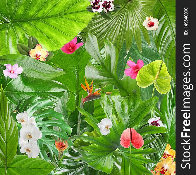 Beautiful tropical leaves and flowers