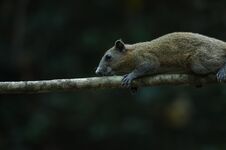 Free Grey-bellied Squirrel In Forest Royalty Free Stock Image - 149855166