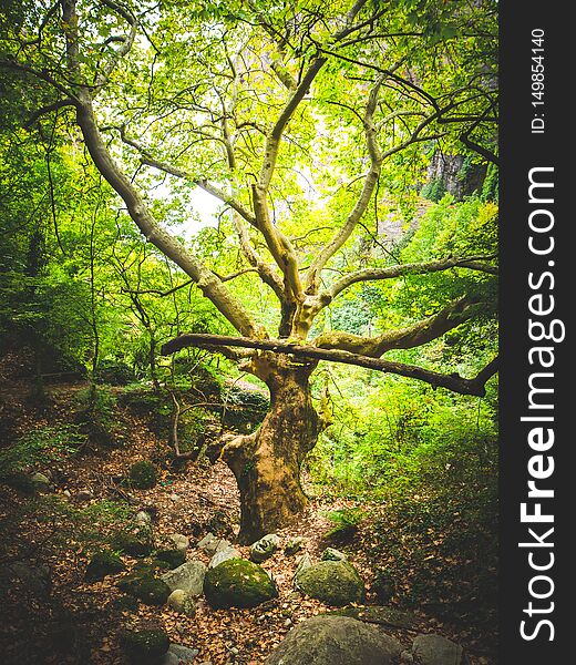 Old tree in the forest around meteora monasteries