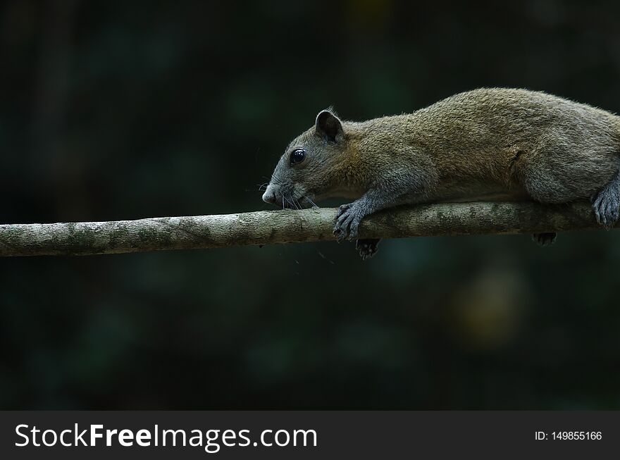 Grey-bellied squirrel on tree in forest, Thailand. Grey-bellied squirrel on tree in forest, Thailand