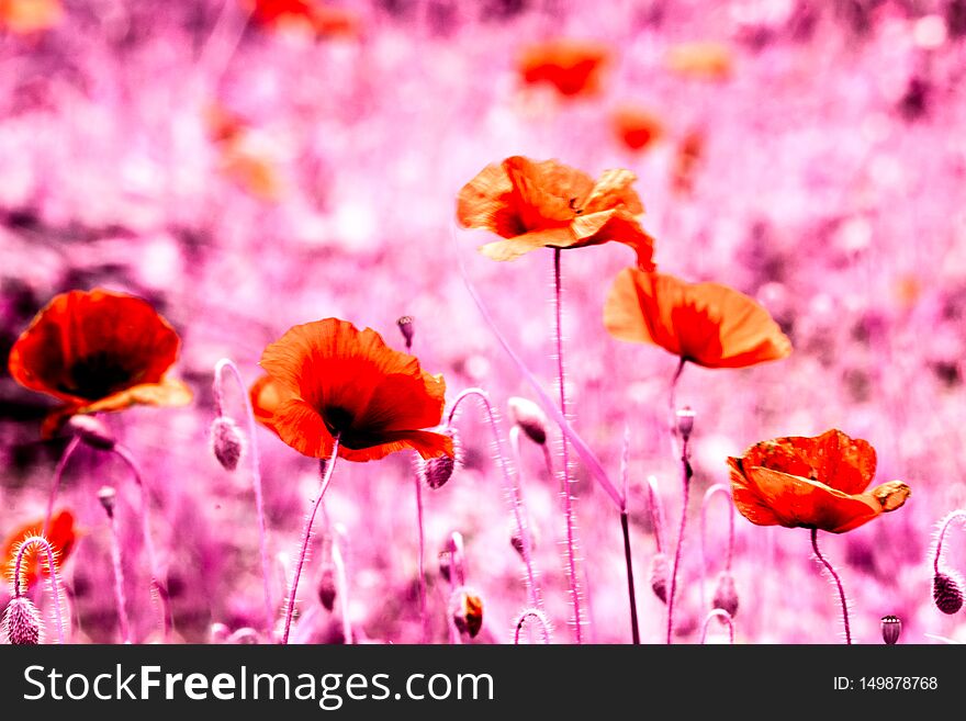 Abstract view of poppies in a meadow in pink tone, nature, natural, background, spring, plant, beautiful, border, beauty, blooming, health, garden, flower, growth, art, wide, blossom, botany, branch, gardening, close, cherry, bokeh