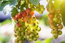 Free Immature, Green Currant Berries On The Branch. Young Berries Of Red Currant. Not Ripe Red Currant In Detail Stock Image - 149899151