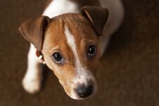 Free Cute Havanese Puppy Dog Is Sitting Frontal And Looking At Camera, On Brown Background Royalty Free Stock Photos - 149899388