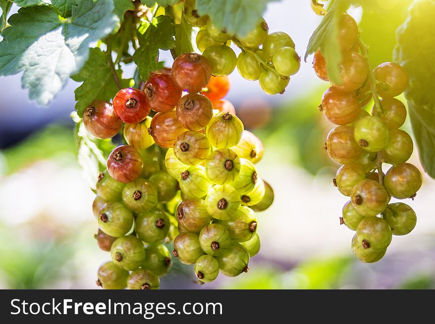 Immature, green currant berries on the branch. Young berries of red currant. Not ripe red currant in detail.