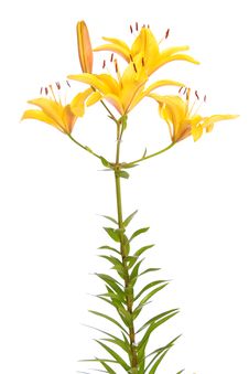 Yellow Lilies. Royalty Free Stock Images Yellow Lilies. Royalty Free Stock Images