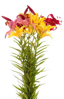 Lily Flowers,isolated. Stock Images