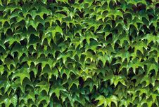 Ivy Stock Images