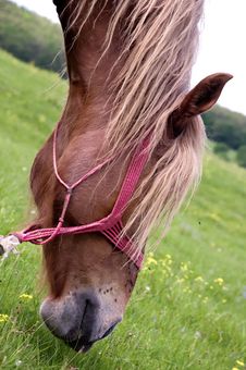 Head Of A Horse Eating Grass Royalty Free Stock Images Head Of A Horse Eating Grass Royalty Free Stock Images