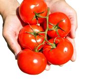 Large Ripe Tomatoes Royalty Free Stock Images Large Ripe Tomatoes Royalty Free Stock Images