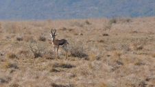 Springbok Royalty Free Stock Image