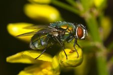 Common Fly Royalty Free Stock Image Common Fly Royalty Free Stock Image
