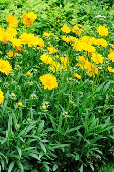 Daisies Chrysanthemum Royalty Free Stock Images Daisies Chrysanthemum Royalty Free Stock Images