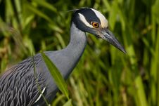 Yellow Crowned Night Heron Royalty Free Stock Photography Yellow Crowned Night Heron Royalty Free Stock Photography