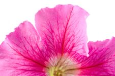 Pink Petunia Royalty Free Stock Photos