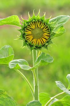 Sunflower Stock Images