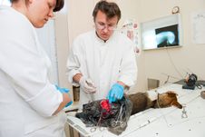 The Veterinarian Makes Surgery Stock Photos The Veterinarian Makes Surgery Stock Photos