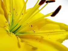 Yellow Lilies Royalty Free Stock Photography Yellow Lilies Royalty Free Stock Photography