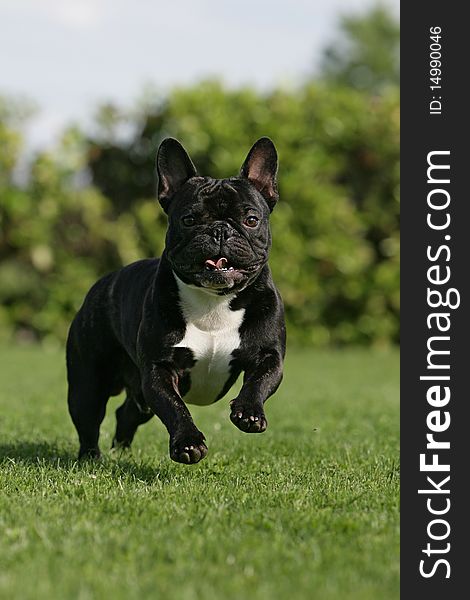 Portrait of a fast running French bulldog. Portrait of a fast running French bulldog