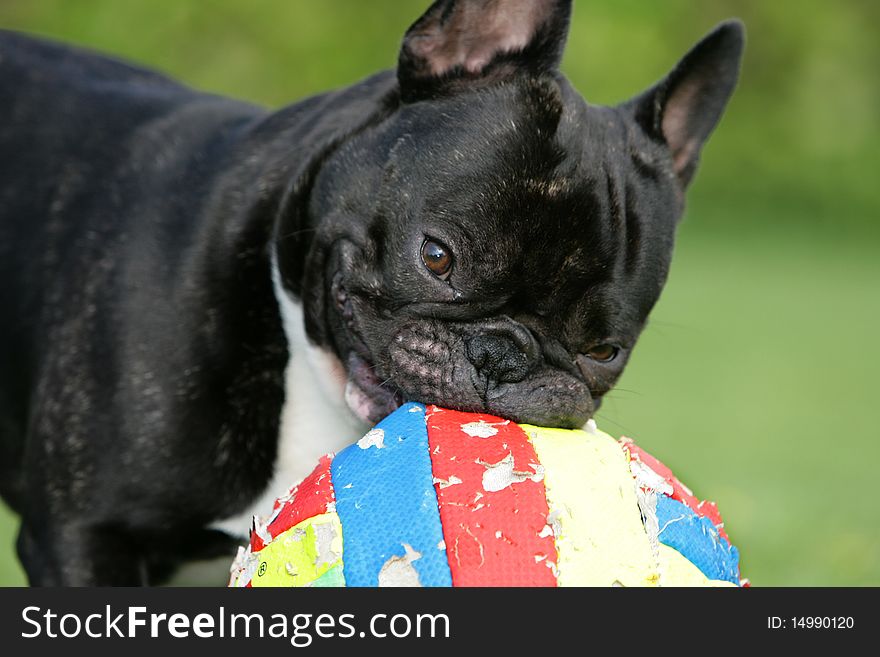 Portrait of a young French bulldog playing soccer. Portrait of a young French bulldog playing soccer