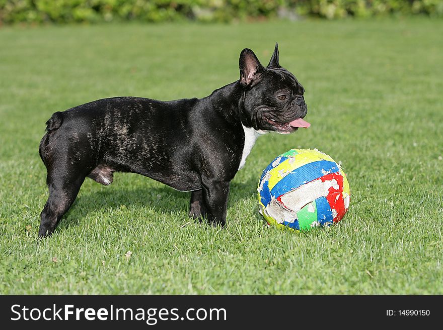 Portrait of a young French bulldog standing beside a ball. Portrait of a young French bulldog standing beside a ball