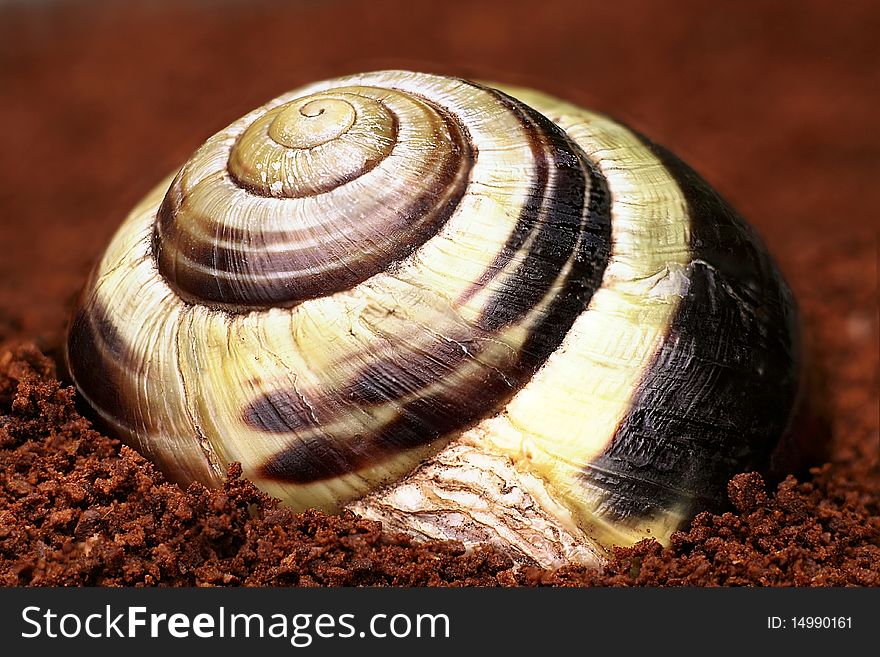 Snail shell in a diagonal view
