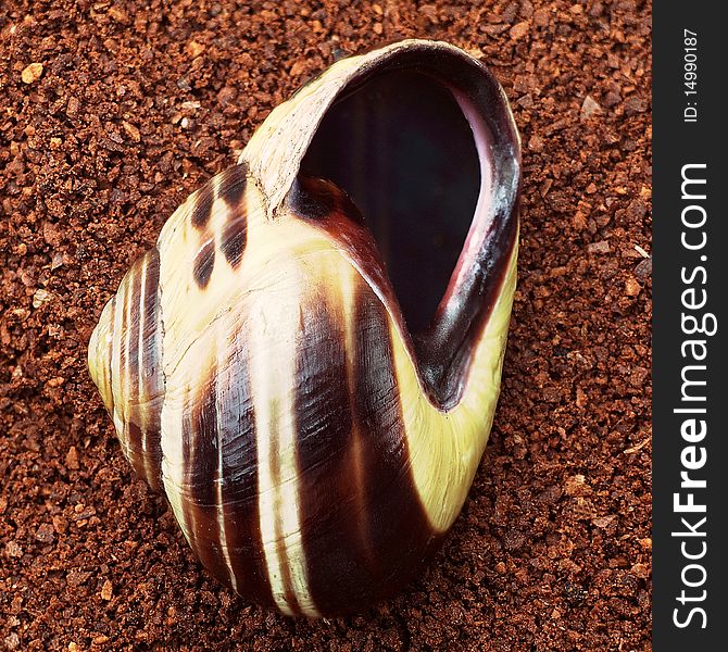 Snail shell in a vertikal view