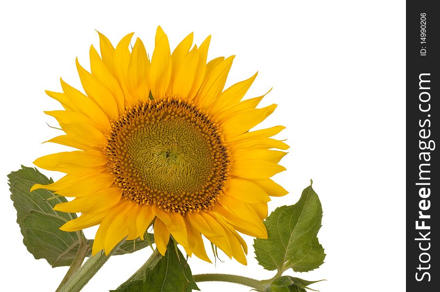 Sunflower, Helianthus annuus, isolated on a white background