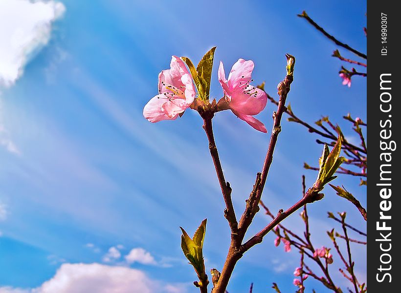 Branch of peach bloom against the spring sky.