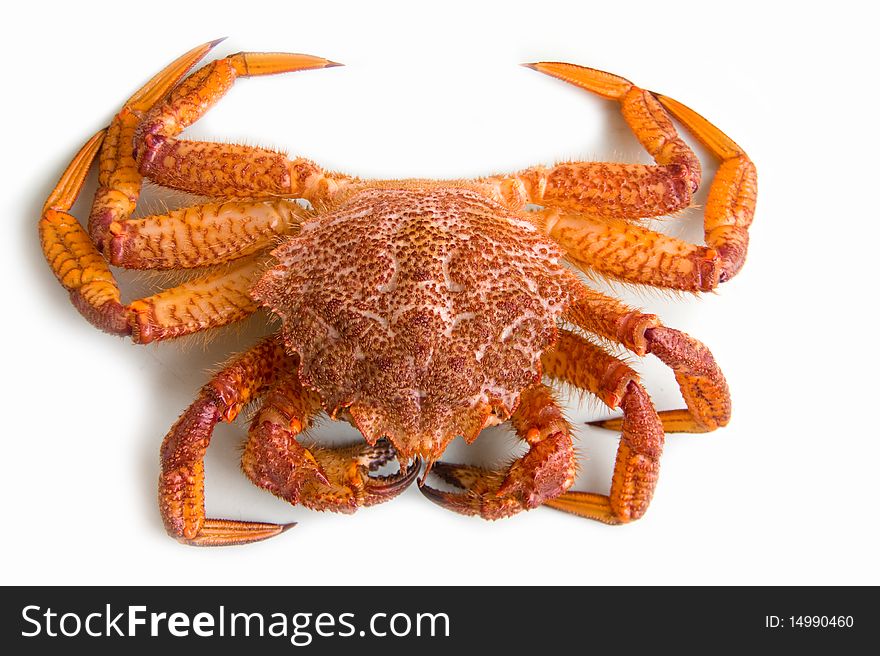 Crab (Erimacrus Isenbeckii )