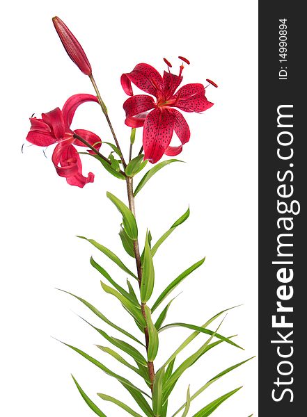 Red lilies, on a white background it is isolated. Red lilies, on a white background it is isolated.