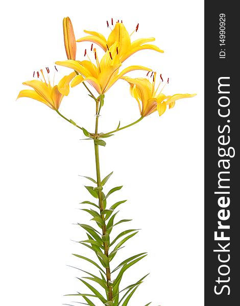 Yellow lilies, on a white background it is isolated. Yellow lilies, on a white background it is isolated.