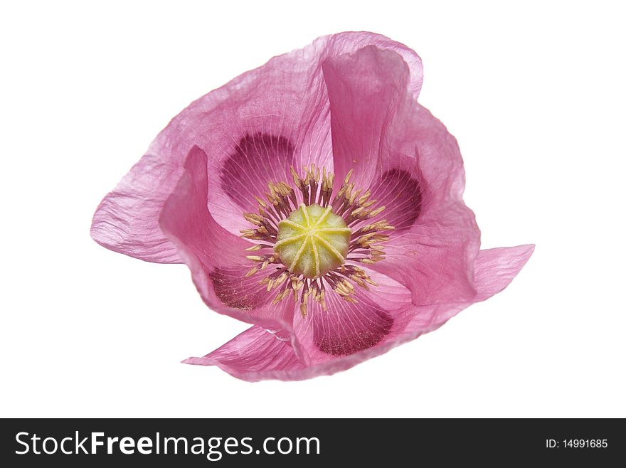 Pink Purple Poppy studio cutout