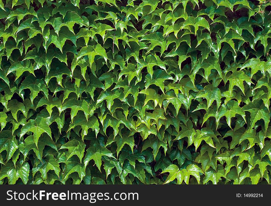 Beautiful green background out of ivy