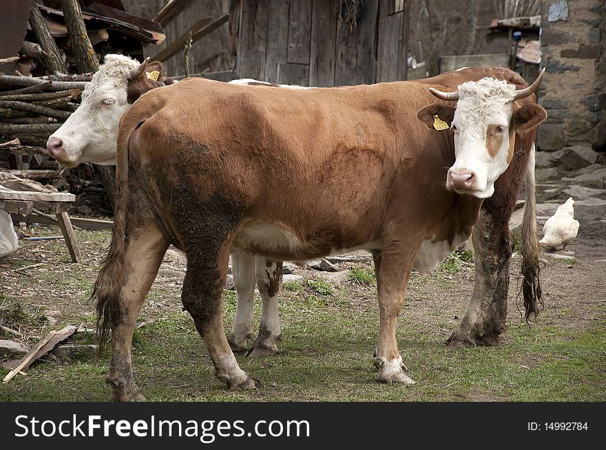 Tho cows from a Europe country farm. Tho cows from a Europe country farm