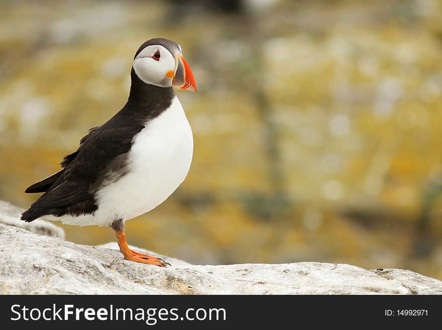 Puffin On A Rock