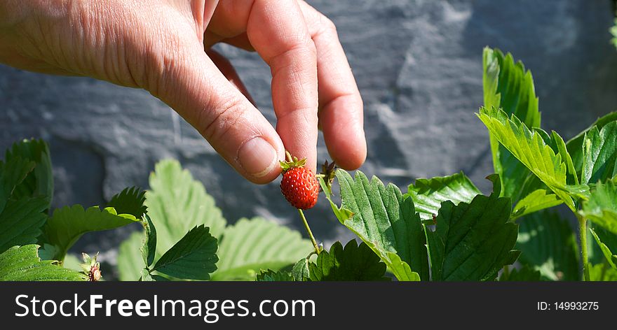 Picking Strawberries