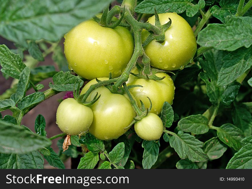 Crescent green tomato-vegetable  culture advantageous for health