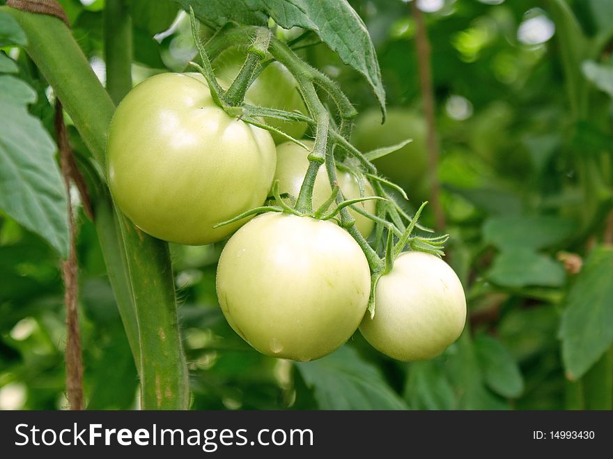 Crescent green tomato-vegetable  culture advantageous for health