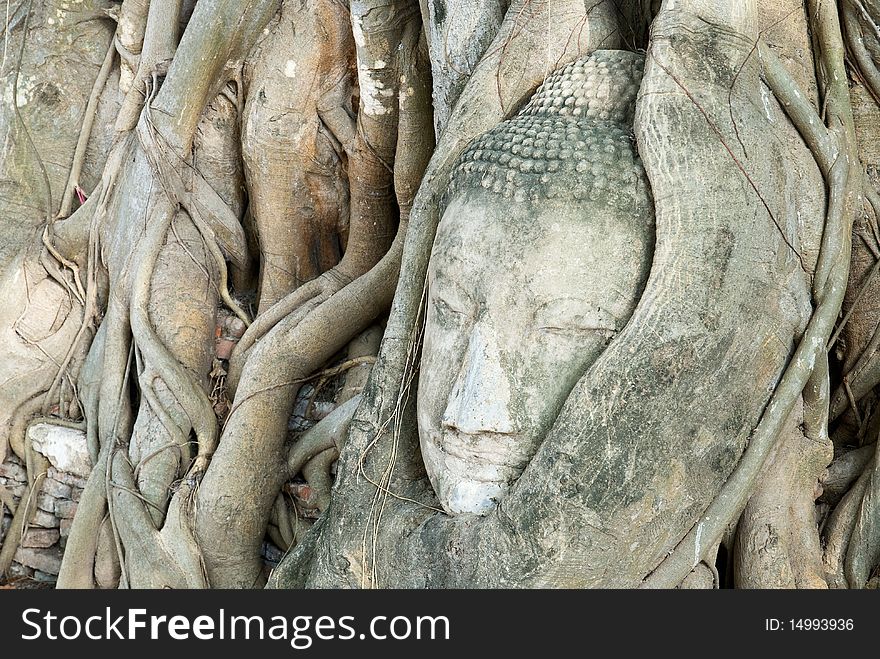 The head of the sandstone buddha image in roots of bodhi tree, Ayutthaya,Thailand. The head of the sandstone buddha image in roots of bodhi tree, Ayutthaya,Thailand