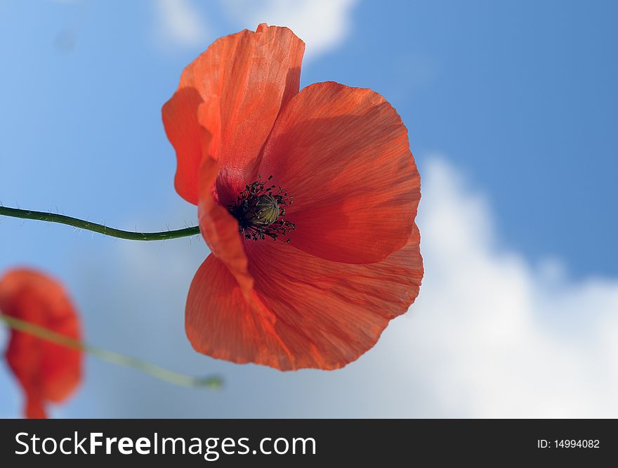 Poppy flowers on a wind against a blue sky. Poppy flowers on a wind against a blue sky