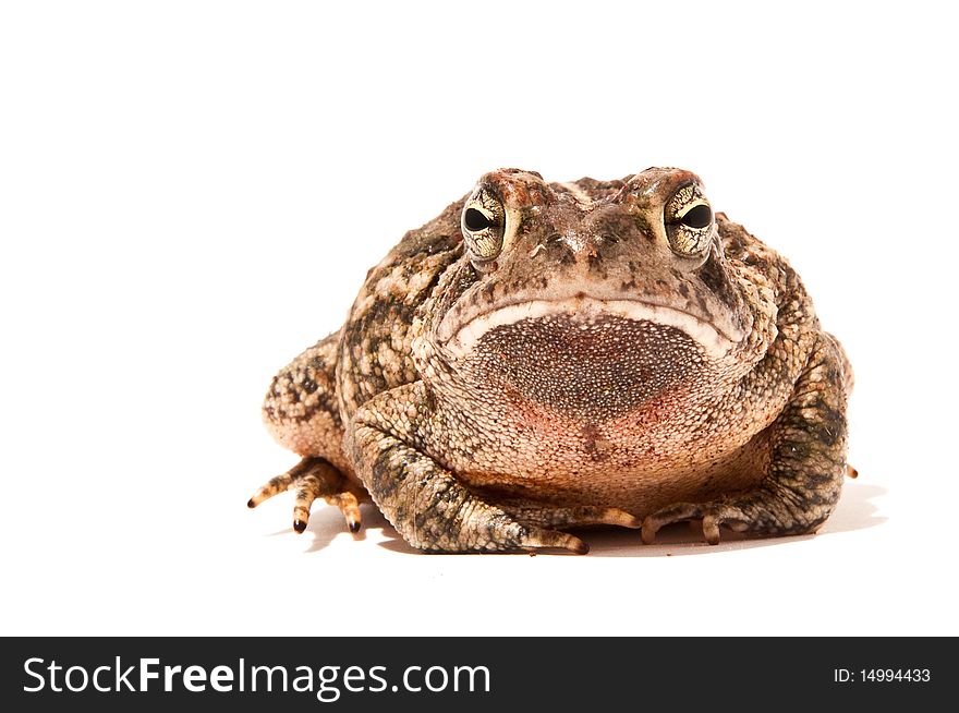 Fowler's Toad isolated on white.