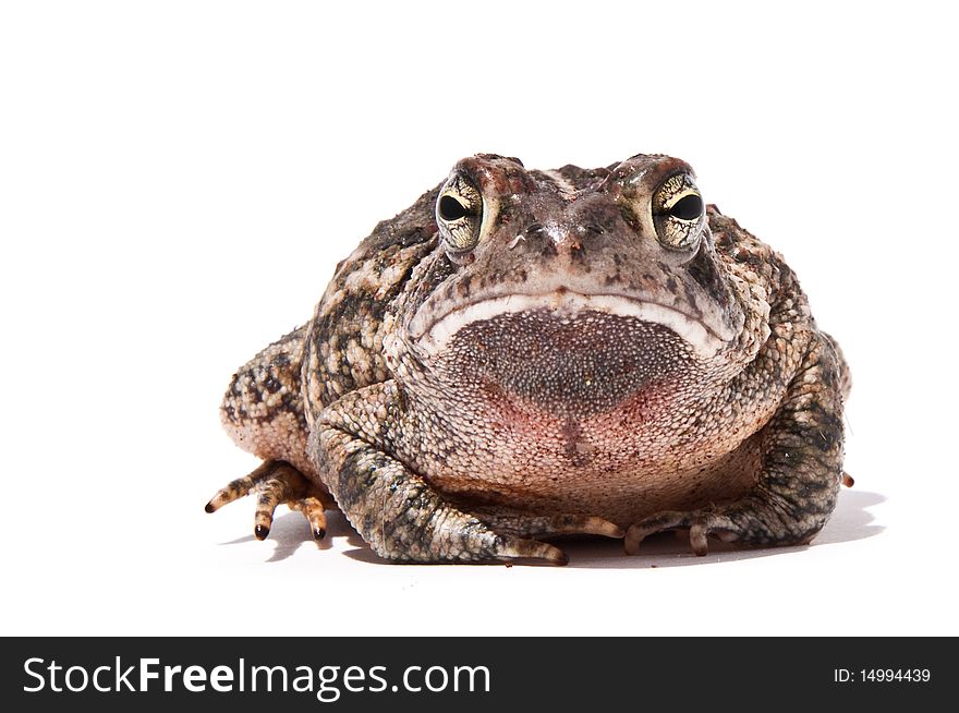 Fowler's Toad isolated on white.