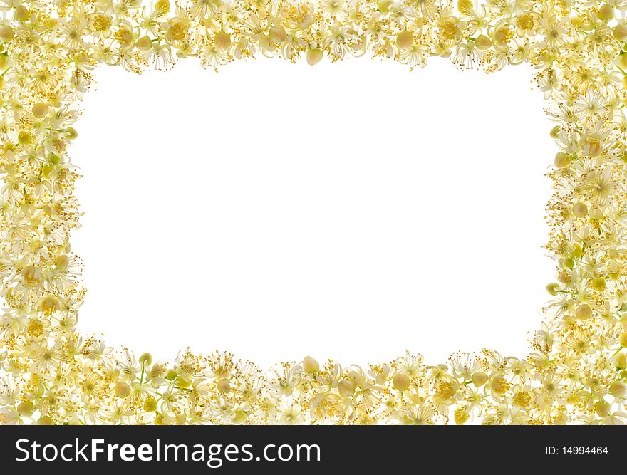 A frame made of linden-tree flowers on white background. A frame made of linden-tree flowers on white background