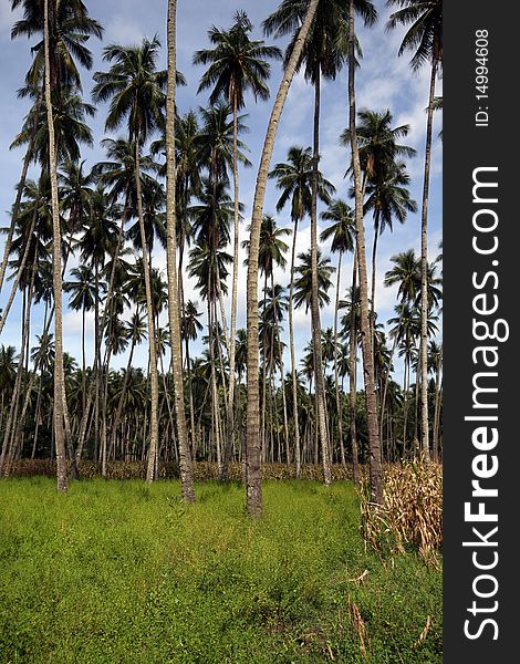 Palm trees on a beautiful beach