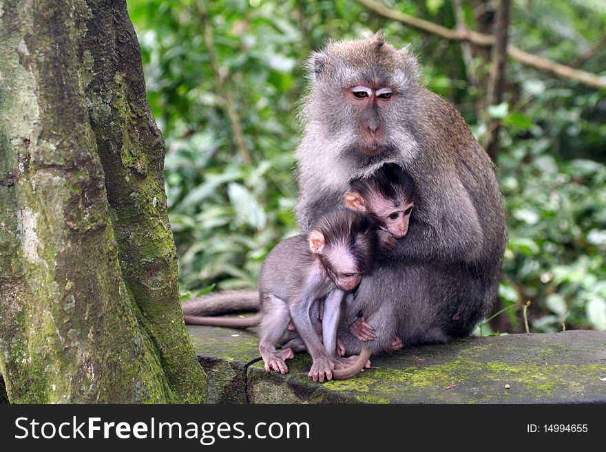 Macaque with a small Baby. Macaque with a small Baby