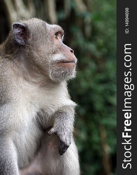 Macaque with a wondering look