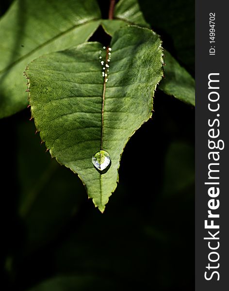 Rose leaf with a drop sliding down its surface. Rose leaf with a drop sliding down its surface