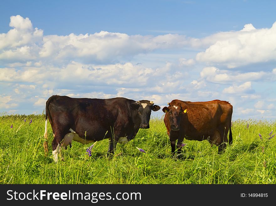 Two cows in the meadow