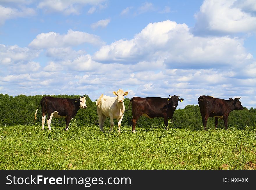 Cows in the green meadow. Cows in the green meadow