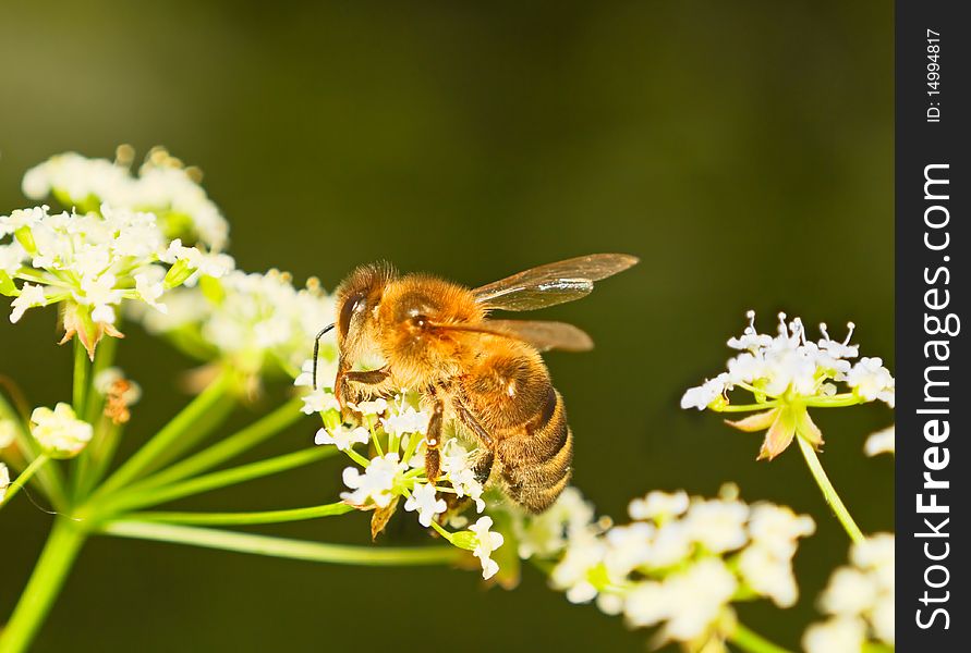 Bee on a flower, macro